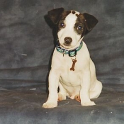 Photo de Jack russell terrier