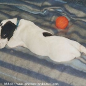 Photo de Jack russell terrier