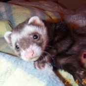 Photo de Furet