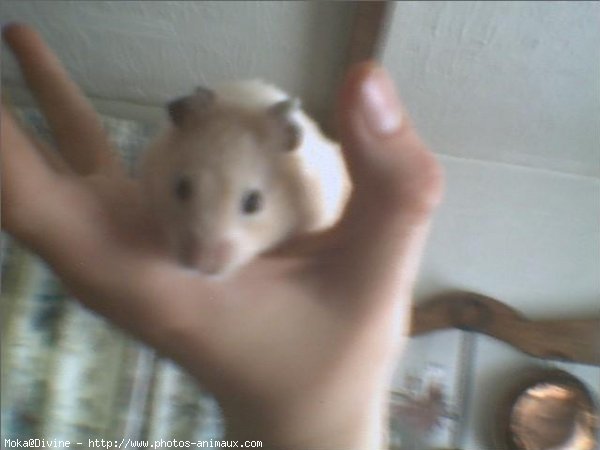 Photo de Hamster