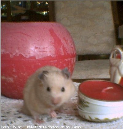 Photo de Hamster