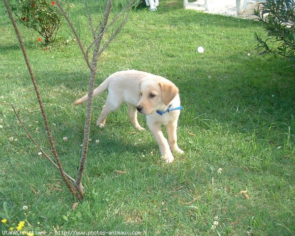 Photo de Labrador retriever