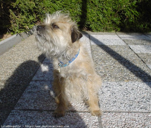 Photo de Border terrier