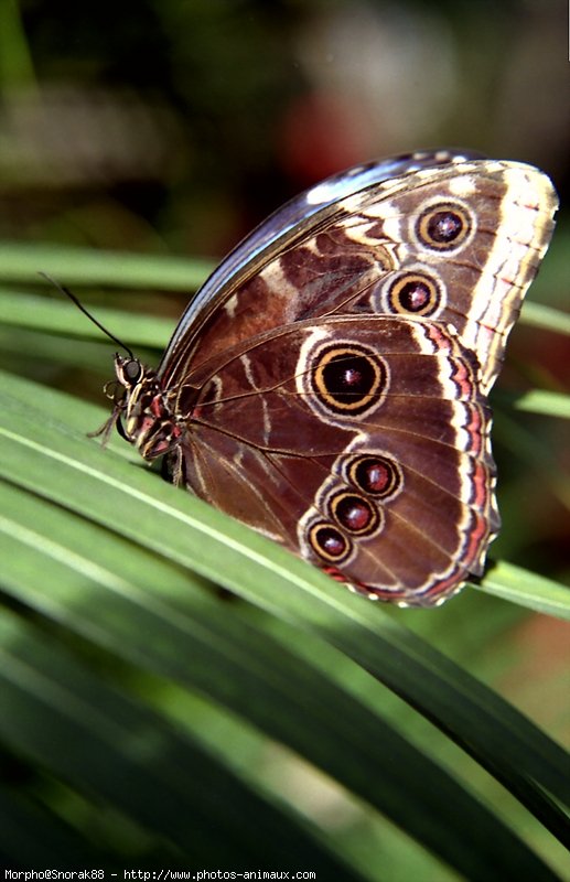 Photo de Papillon