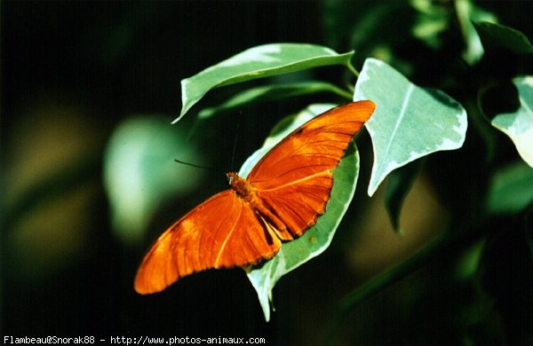 Photo de Papillon