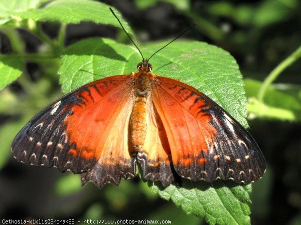 Photo de Papillon