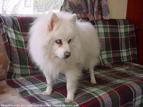 Photo de Spitz moyen