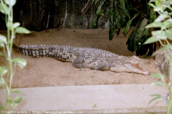 Photo de Crocodile