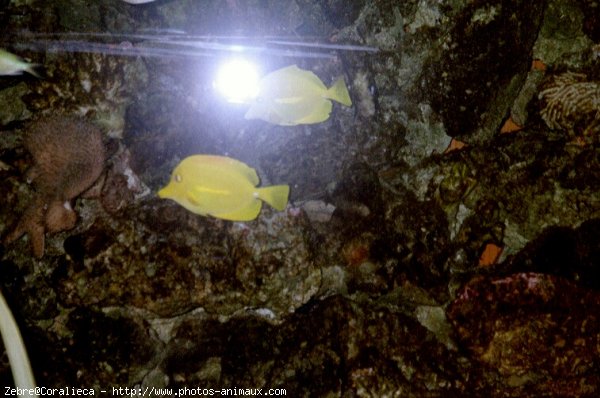 Photo de Poissons rouges