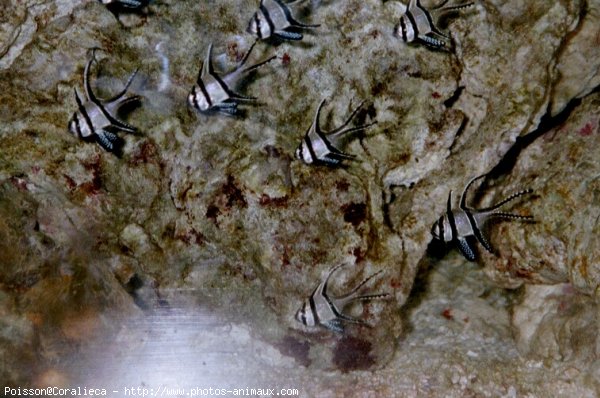 Photo de Poissons rouges