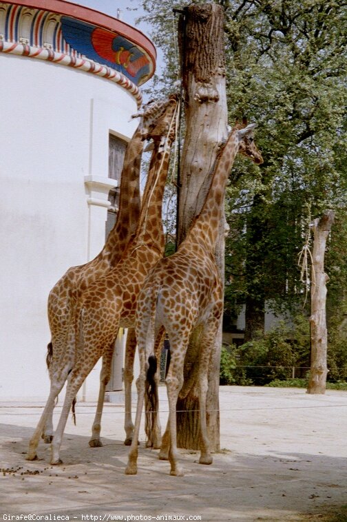 Photo de Girafe