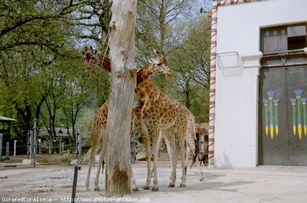 Photo de Girafe