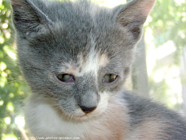 Photo de Chat domestique