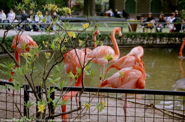 Photo de Flamand rose