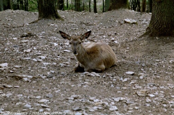 Photo de Biche