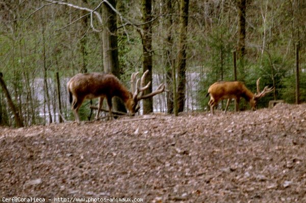 Photo de Cerf