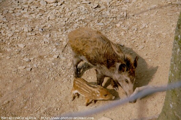 Photo de Races diffrentes