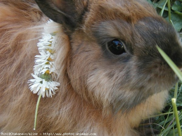 Photo de Lapin