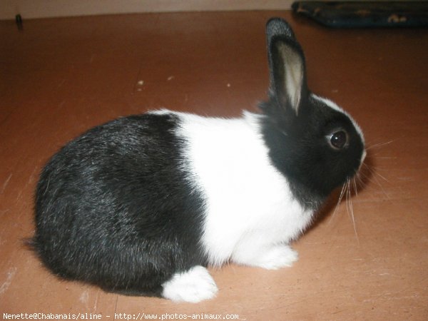 Photo de Lapin