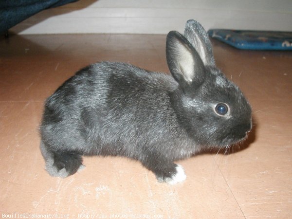 Photo de Lapin