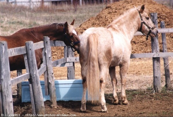 Photo d'Appaloosa