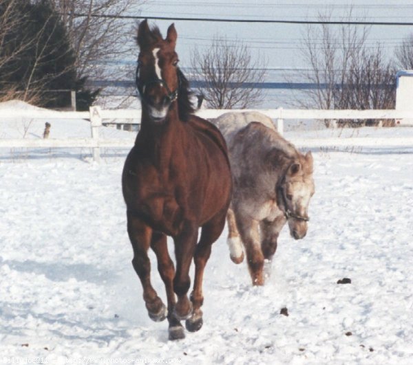 Photo d'Appaloosa