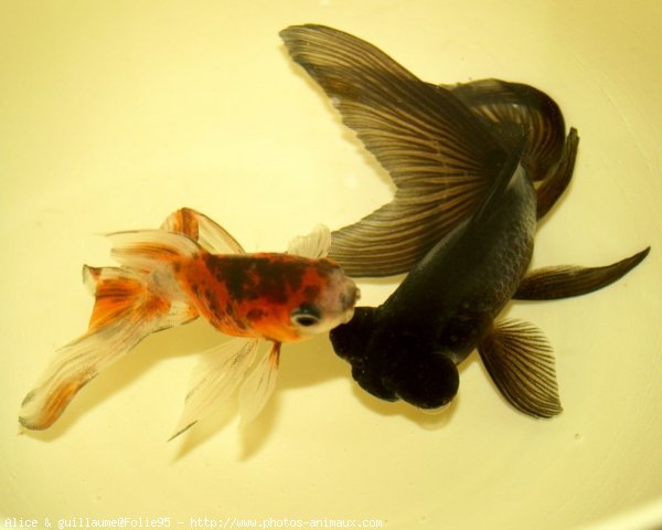 Photo de Poissons rouges