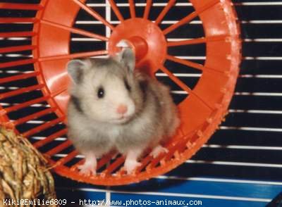 Photo de Hamster