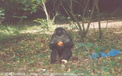 Photo de Singe