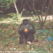 Photo de Singe