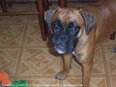 Photo de Boxer