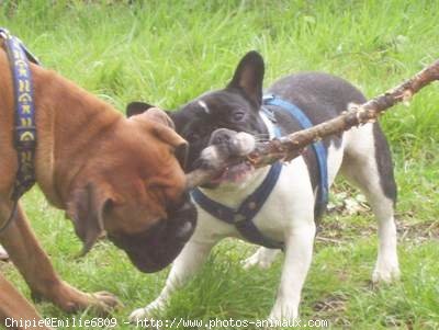 Photo de Bouledogue franais