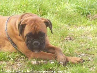 Photo de Boxer