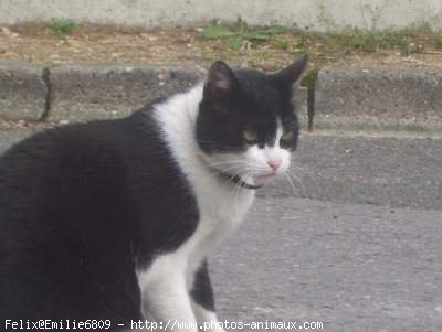 Photo de Chat domestique