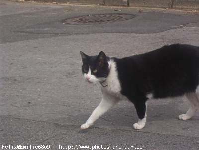 Photo de Chat domestique