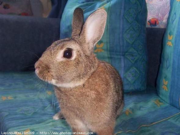 Photo de Lapin