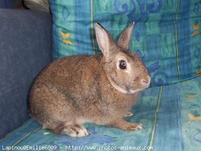 Photo de Lapin