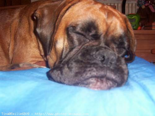 Photo de Boxer