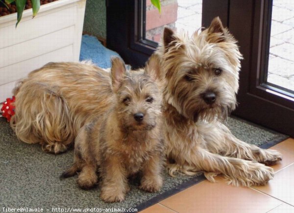 Photo de Cairn terrier