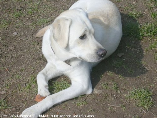 Photo de Labrador retriever