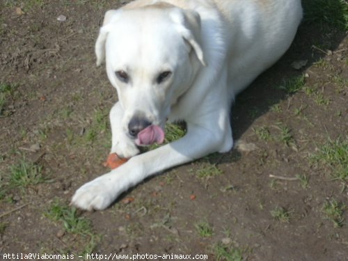 Photo de Labrador retriever