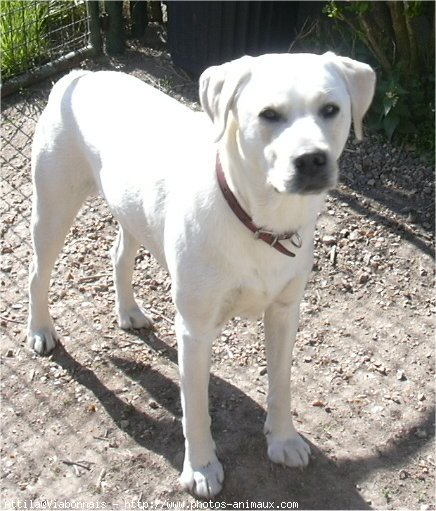 Photo de Labrador retriever