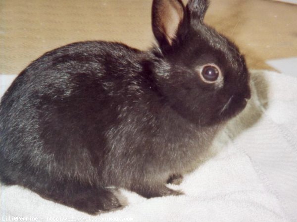 Photo de Lapin