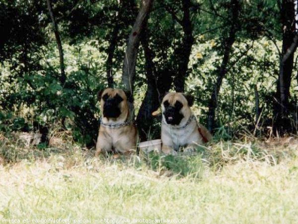 Photo de Bullmastiff