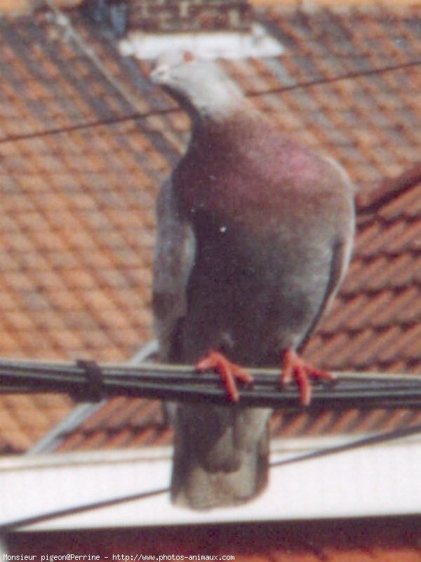 Photo de Pigeon