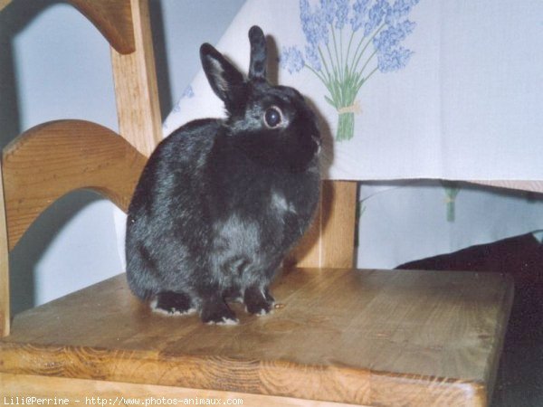 Photo de Lapin