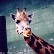 Photo de Girafe