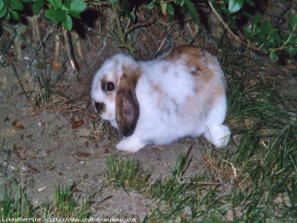 Photo de Lapin