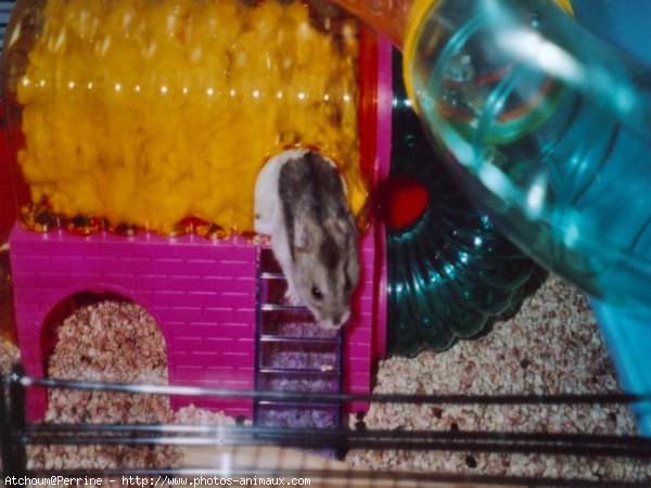 Photo de Hamster