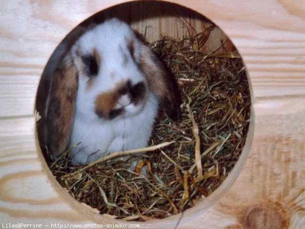 Photo de Lapin